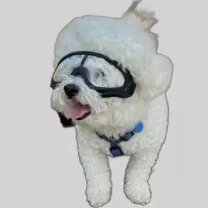 강아지 고글 선글라스 투명