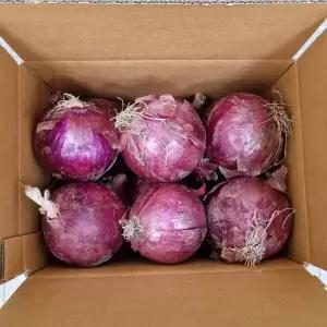 잘 말려 단단한 빨간 양파 10kg (중대혼합) 2026년