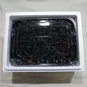 국내산 생과 햇 오디 1kg 당일수확