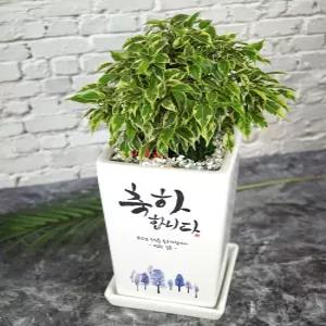 [메세지화분] 축하합니다 Ver1 승진 영전 개업 이사 생일 축하화분