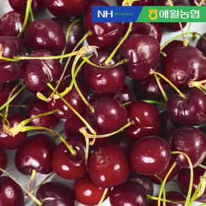 [애월농협] 맛이 다르다 제주에서 키워낸 체리 250g x 4팩
