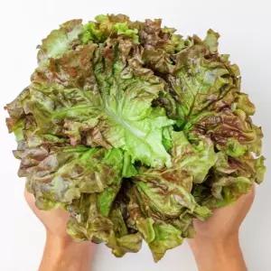[오늘의채소] 아삭아삭 부드러운 노지 포기상추 2kg