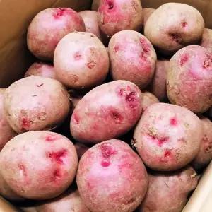 포슬포슬 국내산 카스테라 홍감자 10kg 특