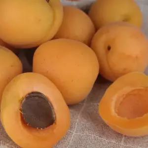 제철 경북 영천 살구 2kg