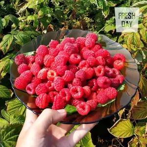 [프레시데이] 국내산 고창 토종 산딸기 생과 특품 1kg (급냉)