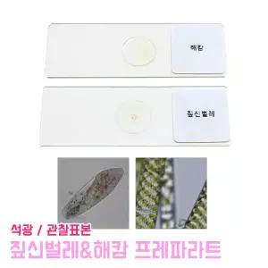 짚신벌레 해캄 프레파라트 세트 4학년 1학기 과학준비물 표본 과학실험 교구 관찰하기 세포관찰