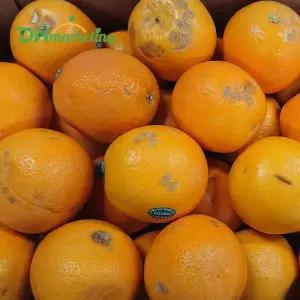못난이 오렌지 7kg