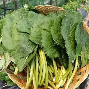 강원도 유기농 곰취 나물 500g 생곰취 나물 강원도 취나물 생취나물 봄 나물 반찬 거