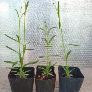라반딘 그루소 모종 2포트 관상 조경용 라벤더 허브