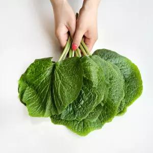 국내산 무농약 고추냉이잎 1kg 와사비잎