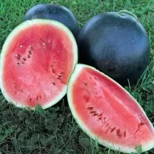 무주 고창 흑 수박 6kg 흑미 수박 한통 검은수박 함안수박 흑피수박 블랙수박 하우스수박 고당도수박