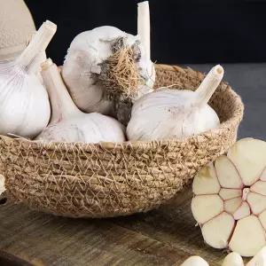 26년 햇마늘 서산 황토밭 대서마늘 대 10kg