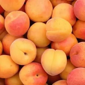 국내산 살구 1과당50g 중과 4kg 72과 내외