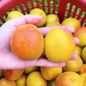 영천 하코트 살구 2kg 26-50과 영천살구 햇살구 노지 살구 열매 하우스살구 하코드 살