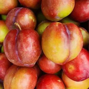 새콤달콤 자두 1kg 특 대석 후무사 추희