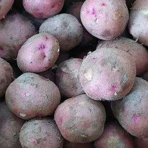 [자연속애] 보석 파슬파슬 속노란 홍감자 10kg 중/대혼합(개당60-100g)