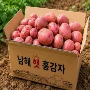 꿍이네 남해 햇 홍감자 포슬포슬 분질감자 5kg 왕특 특 대 중