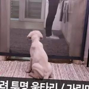 펜스 울타리 180x72 강아지 가림막 투명 대형