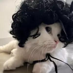 마이콜 뽀글머리 강아지 가발