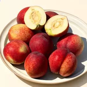달콤한 노지 신비복숭아 1.5kg(17-21과/개당 70g이상)