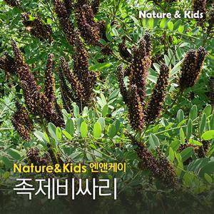 족제비싸리(쪽싸리)1kg 족제비싸리(쪽싸리)씨앗 야생화종자