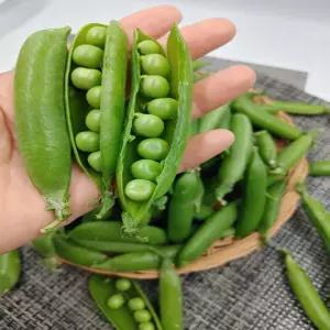완두콩 국내산 햇완두콩 2kg 야채맘