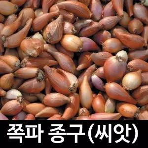 중국산 쪽파 종구 쪽파 씨앗 쪽파씨 종자 구근 뿌리 1kg