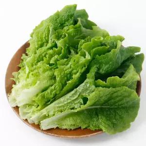 싱싱한 청상추 쌈채소 야채 당일수확 1kg 국내산
