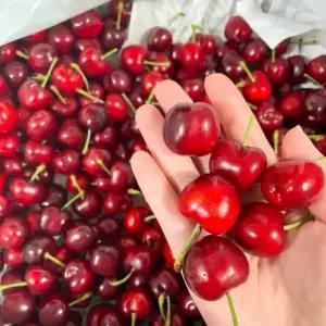 새콤달콤 미국산 생체리 항공체리 1kg