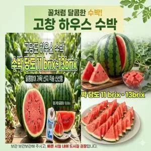 [한정특가] 산지직송 고당고 고창 수박 꿀수박 가정용 수박 5kg 내외 1개