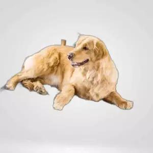 강아지 고양이 해먹 애견해먹 고양이해먹 침대 강아지해먹