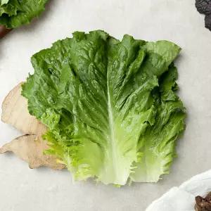 아삭아삭한 로메인 1kg/2kg
