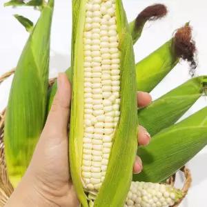 산지직송 여수 미백옥수수 중 12cm 15개