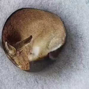 도넛 숨숨집 L 그레이 냥이집 고양이집 고양이하우스