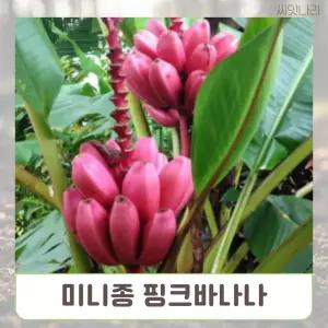 (씨앗나라) 노지월동 미니종 핑크바나나 5립꽃밭만들기 키우기 야생 희귀 꽃씨 야생화 화씨 화단키우기