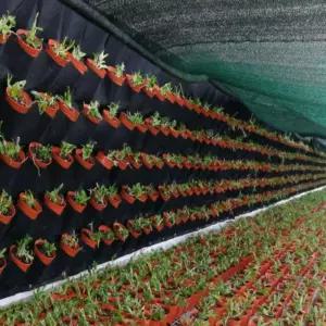 실내정원 행잉 부직포 벽화분(50x100cm) (18포켓) 장식용 인테리어 가든 식물 꽃화분 나무