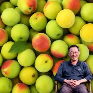 6월22일부터발송 [맑은물농원] 하동 홍매실 특 10kg(남고)