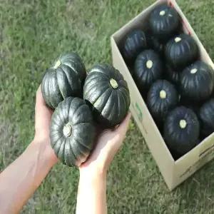 [농산물마루] 국내산 미니밤호박 보우짱