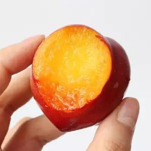 [산지직송] 의성 햇 자두 5kg