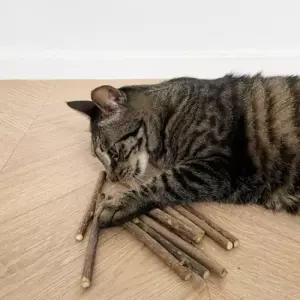 친절한탄씨 TBZ JT 뚜또가또 고양이 마따따비 스틱 10개입 캣닢 캣닢롤링 캣닢사탕 마따따비