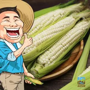 [예약]괴산닷컴/작목반장 괴산대학찰옥수수 30개/박스포장
