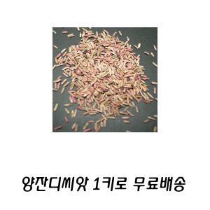 양잔디씨앗 1키로(켄터키블루그라스) 씨앗 잔디