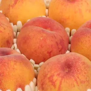 달콤한 복숭아 부드러운 노지 황도 1kg(5-7입)