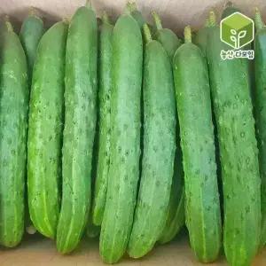 오이 취청오이 특 5kg