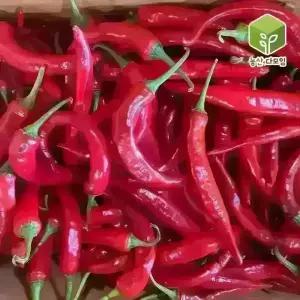 국내산 홍고추 5kg