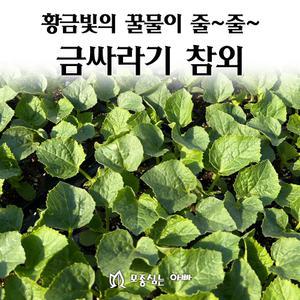 [모종심는아빠] 황금빛의 꿀물이 줄줄 금싸라기참외 모종3개