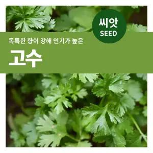 고수 씨앗 300립 텃밭 가꾸기