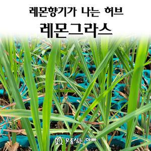 [모종심는아빠] 레몬향기가 나는 허브 레몬그라스 모종