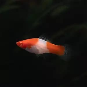 홍백 스워드테일 5마리 난태생 애완 열대어 물고기 관상어 키우기 마리아쿠아