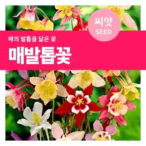 매발톱꽃 씨앗 400립